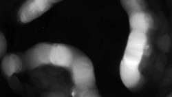 Areál koupaliště Holešov