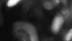 Areál koupaliště Holešov