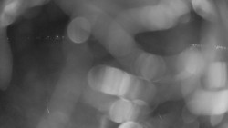 Areál koupaliště Holešov