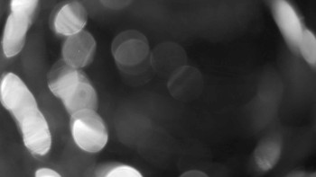 Zámecké koupaliště Holešov