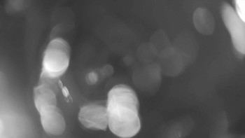 Zámecké koupaliště Holešov