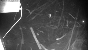 Dolní Morava - Chata Slaměnka - 11.1.2026 v 03:45 Dolní Morava - Chata Slaměnka - 11.1.2026 v 03:45