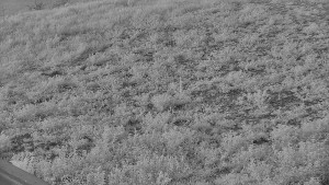 Skiareál Hlubočky - Horní část sjezdovky skiareálu Hlubočky - 9.5.2025 v 04:55
