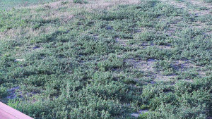 Skiareál Hlubočky - Horní část sjezdovky skiareálu Hlubočky - 9.5.2025 v 06:55