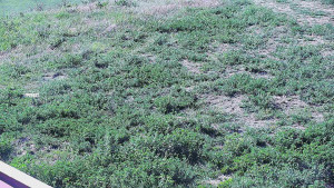 Skiareál Hlubočky - Horní část sjezdovky skiareálu Hlubočky - 9.5.2025 v 08:55