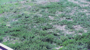 Skiareál Hlubočky - Horní část sjezdovky skiareálu Hlubočky - 9.5.2025 v 09:55