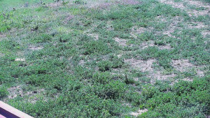 Skiareál Hlubočky - Horní část sjezdovky skiareálu Hlubočky - 9.5.2025 v 10:55