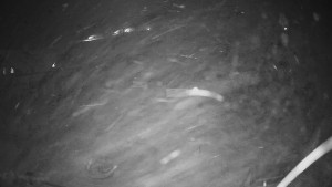 Horské atrakce Ramzová - Horské atrakce Ramzová - 23.11.2025 v 02:45