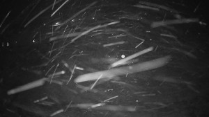 Horské atrakce Ramzová - Horské atrakce Ramzová - 23.11.2025 v 06:15