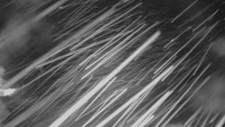 Panorama Vičanov - Tesák