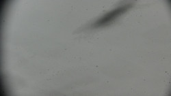 Praděd - Petrovy kameny