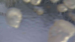 Sporthotel Kurzovní - Přístup na běžeckou trať - 4.2.2026 v 08:15