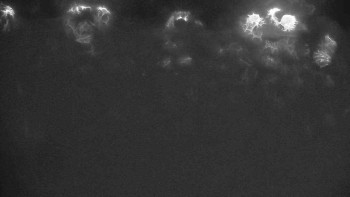 Ski klub RD Rýmařov