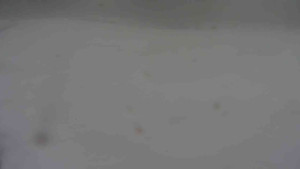 Ski klub RD Rýmařov - Areál ski klubu - 6.2.2026 v 10:00