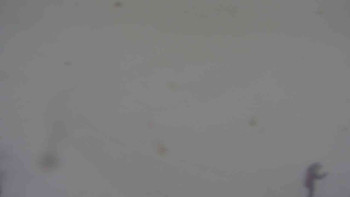 Ski klub RD Rýmařov