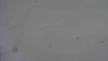 Ski klub RD Rýmařov