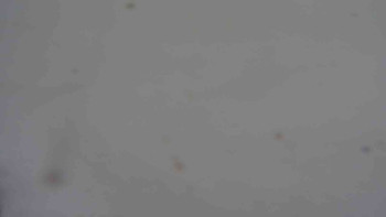 Ski klub RD Rýmařov