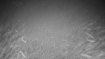 Chata Myslivna SKP Olomouc