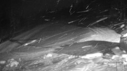 Běžecký lyžařský areál Nová Ves