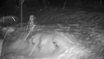 Chata Myslivna SKP Olomouc