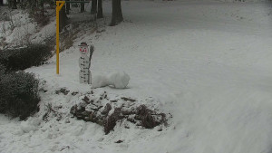 Chata Myslivna SKP Olomouc - Běžecký lyžařský areál Nová Ves - horní část - 29.1.2026 v 08:30 Chata Myslivna SKP Olomouc - Běžecký lyžařský areál Nová Ves - horní část - 29.1.2026 v 08:30