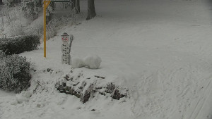 Chata Myslivna SKP Olomouc - Běžecký lyžařský areál Nová Ves - horní část - 31.1.2026 v 08:00 Chata Myslivna SKP Olomouc - Běžecký lyžařský areál Nová Ves - horní část - 31.1.2026 v 08:00