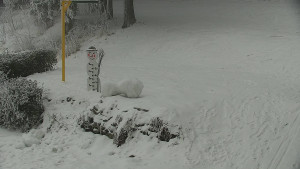 Chata Myslivna SKP Olomouc - Běžecký lyžařský areál Nová Ves - horní část - 31.1.2026 v 09:00 Chata Myslivna SKP Olomouc - Běžecký lyžařský areál Nová Ves - horní část - 31.1.2026 v 09:00