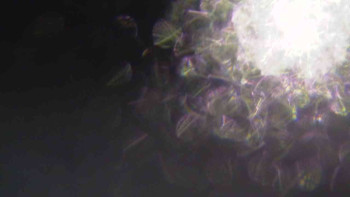 Ski Karlov - areál Karlov