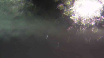 Ski Karlov - areál Karlov