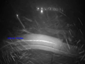 Koupaliště Petynka