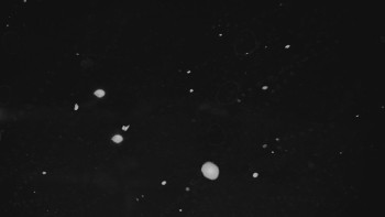 Ski areál U Sachovy studánky