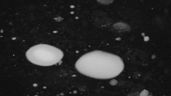 Ski areál U Sachovy studánky