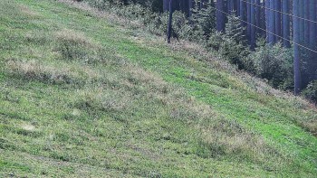 Ski areál U Sachovy studánky