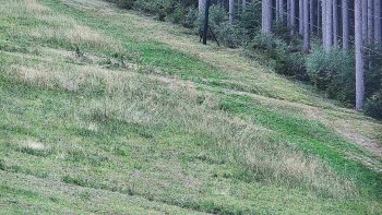 Ski areál U Sachovy studánky