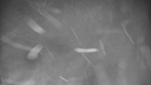 Praděd - Vysílač - Praděd - Vysílač - 30.12.2025 v 02:30