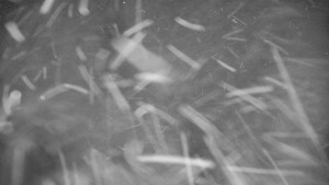 Praděd - Vysílač - Praděd - Vysílač - 2.1.2026 v 06:00