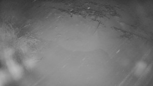 Červenohorské sedlo - Restaurace "deštník" - dojezd žlutá sjezdovka - 25.12.2025 v 02:30