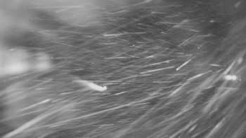 Červenohorské sedlo