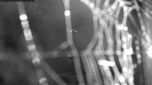 Autokempink Strážnice - Areál kempu - 31.7.2026 v 01:45 Autokempink Strážnice - Areál kempu - 31.7.2026 v 01:45