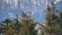 Chata Severka - Dolní Lomná