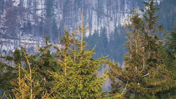 Chata Severka - Dolní Lomná