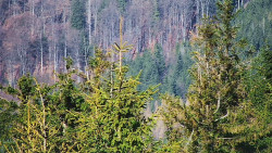 Chata Severka - Dolní Lomná