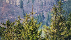 Chata Severka - Dolní Lomná