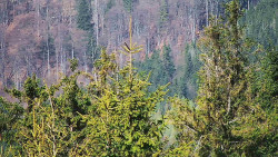 Chata Severka - Dolní Lomná