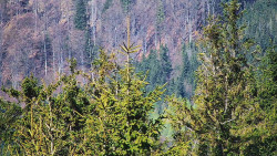 Chata Severka - Dolní Lomná