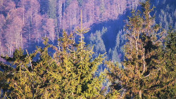 Chata Severka - Dolní Lomná