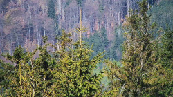 Chata Severka - Dolní Lomná