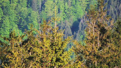 Chata Severka - Dolní Lomná