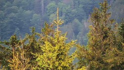 Chata Severka - Dolní Lomná