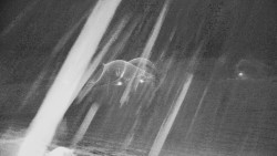 Rejvíz - Běžecké stopy